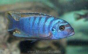 Metriaclima fainzilberi 'Lundu'